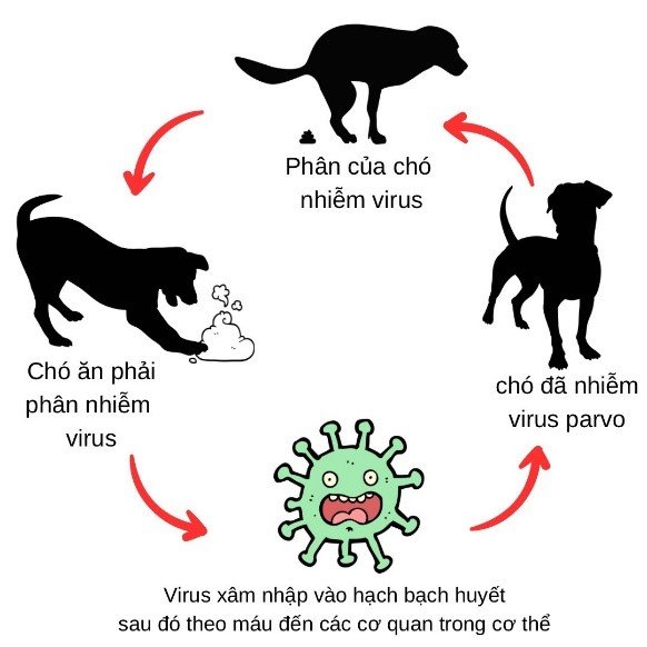 parvovirus