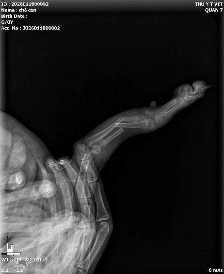 Thú y T Vet Quận 7 