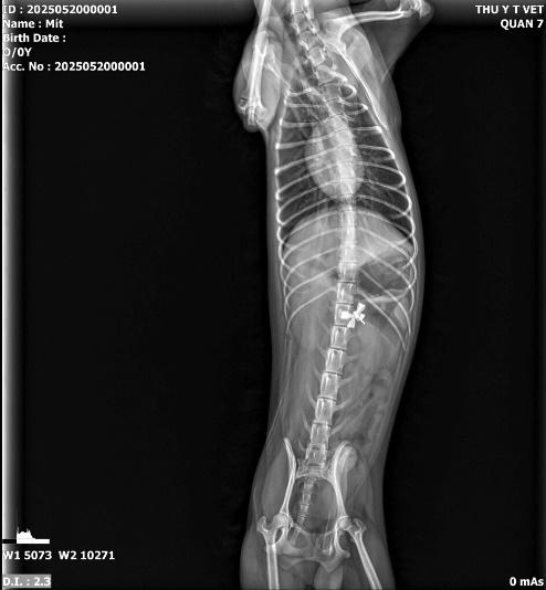 Thú y T Vet Quận 7 