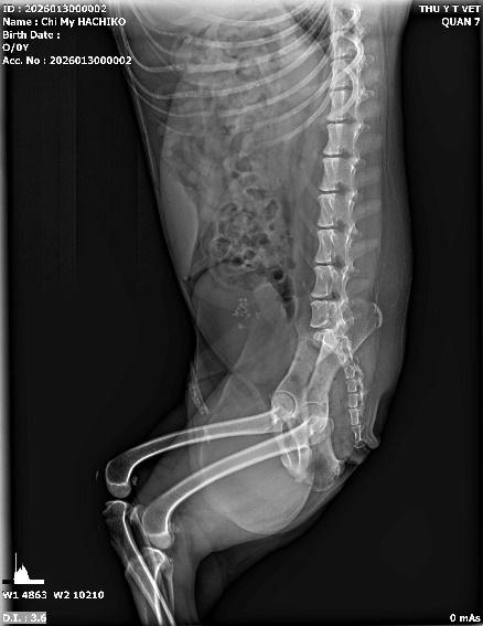 Thú y T Vet Quận 7 