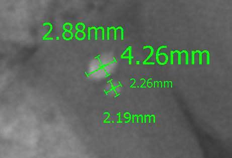 Thú y T Vet Quận 7 