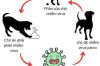 PARVOVIRUS- CÁCH ĐIỀU TRỊ VÀ PHÒNG NGỪA TRÊN CHÓ??