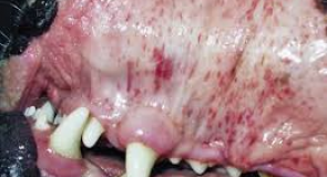 CHẨN ĐOÁN CẬN LÂM SÀNG TẠI TVET: “CHÌA KHÓA VÀNG” TRONG ĐIỀU TRỊ VÀ QUẢN LÝ SỨC KHỎE THÚ CƯNG TOÀN DIỆN